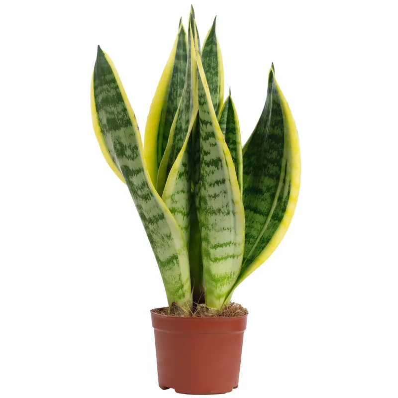 Bogenhanf als Raumluftverbesserer – Sansevieria trifasciata Superba - 25 cm hoch, Topf-Ø 9 cm Nur Für Kurze Zeit