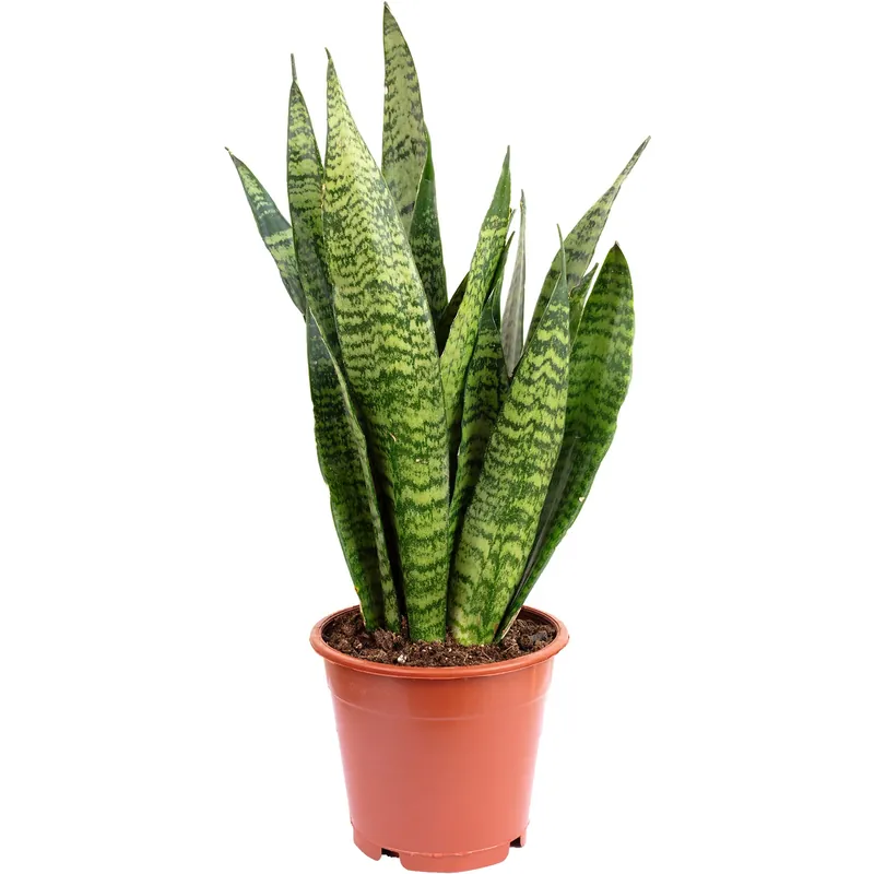Markenware Bogenhanf, pflegeleicht & elegant - Sansevieria zeylanica - ca. 60 cm hoch, Topf-Ø 17 cm