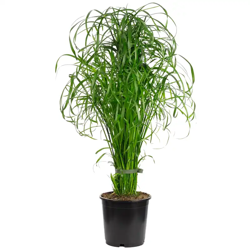 Gratis Versand Wasserliebendes Zyperngras - Cyperus alternifolius -ca. 55 cm hoch, Topf-Ø 14 cm
