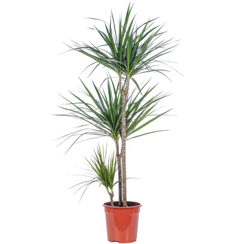 Markenprodukt Drachenbaum 3-Stamm - Dracaena marginata - ca. 115 cm hoch, Topf-Ø 21 cm
