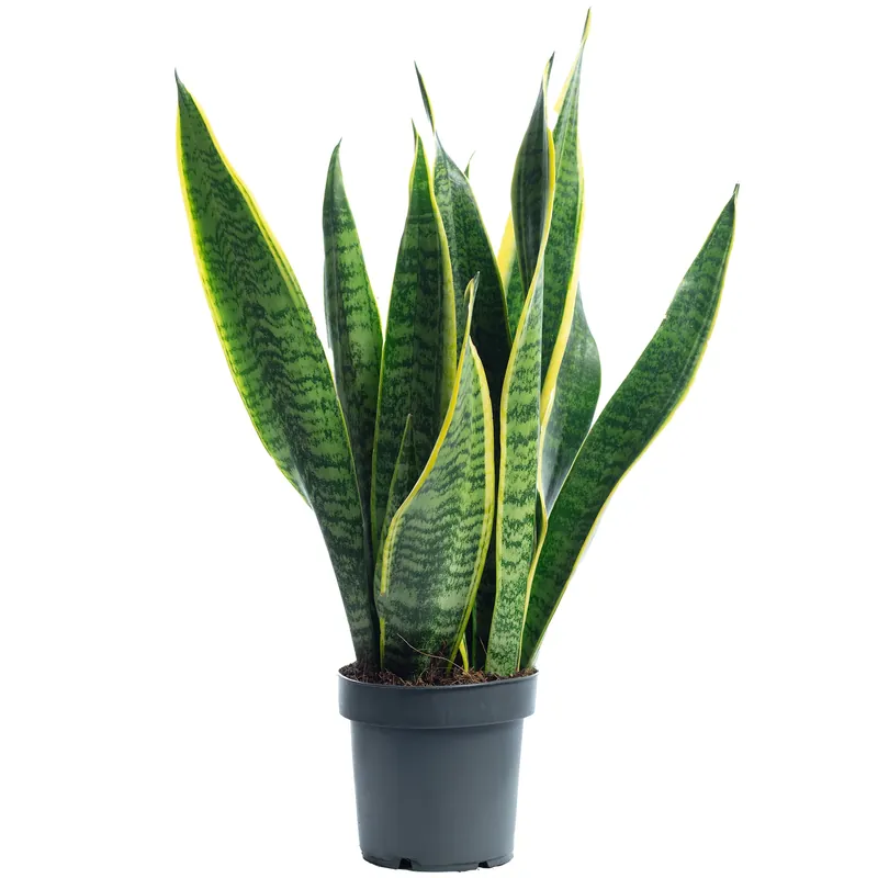 Begrenztes Angebot Sansevieria trifasciata ‘Laurentii‘ – Robuster Bogenhanf, Luftreiniger, 30 cm hoch, Topf-Ø 12 cm