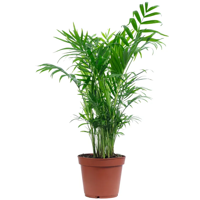 Neu Im Sortiment Bergpalme Chamaedorea – Tropische Zimmerpflanze, pflegeleicht, 65 cm hoch, Topf-Ø 17 cm