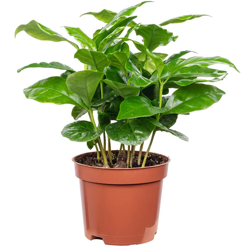 Coffea arabica – Exotische Kaffeepflanze für dein Zuhause, ca. 15 cm hoch, Topf-Ø 9 cm Rabatt