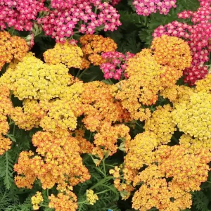 Schafgarbe ‘Milly Rock Yellow Terracotta‘ Gratis Versand