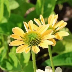 Scheinsonnenhut ‘Mellow Yellow‘ Preisknaller