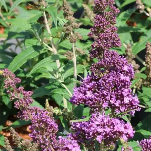 Schmetterlingsflieder / Sommerflieder Summer Kids ® ‘Vivian Violet‘ Garantierte Lieferung