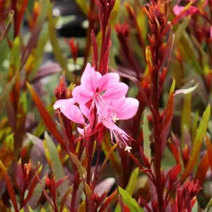 Schneller Versand Prachtkerze ‘Baby Butterfly Dark Pink‘