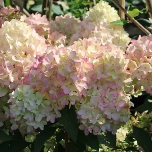 Rispenhortensie PETITE ® ‘Flori‘ Ausverkauf