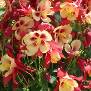 Wochenendangebot Langspornige Akelei ‘Earlybird Red Yellow‘