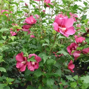 Garteneibisch ‘Flower Tower Ruby‘ Meistverkauft
