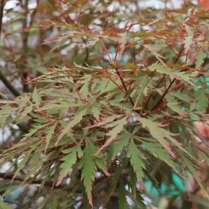 Fächer-Ahorn ‘Royal Garnet‘ Versand Am Gleichen Tag