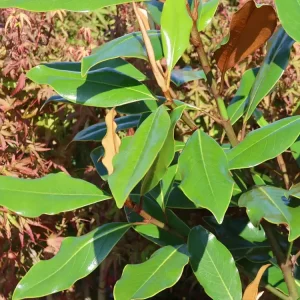 Sonderangebot Immergrüne Magnolie ‘Kay Parris‘