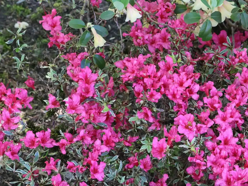 Expressversand Rhododendron ‘Silver Sword‘