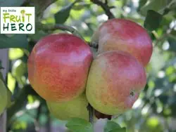 Neue Kollektion Winterapfel my little FRUIT HERO ® ‘Roter Berlepsch‘