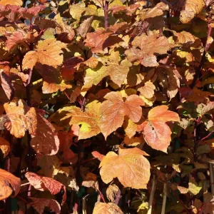 Neuheit Himbeere ‘Raspbeary‘ ®