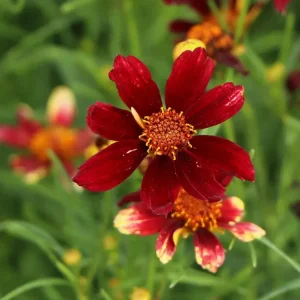 Neu Mädchenauge ‘Red Satin‘