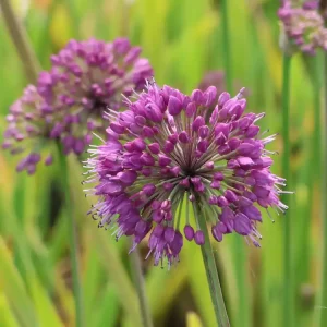 Kostenfreie Lieferung Berglauch ‘Lavender Bubbles‘
