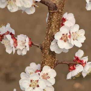 Aprikose (Zwergform) Nur Für Kurze Zeit
