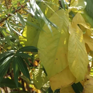 Begrenztes Angebot Dreilappige Papau / Indianerbanane Peterson Pawpaws ® ‘Allegheny‘ ®