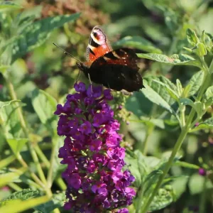 Sommerflieder / Schmetterlingsstrauch PROVEN WINNERS ® ‘Miss Violet‘ Rabatt
