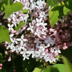 Gratis Versand Meyer‘s Zwerg-Flieder Flowerfesta ‘White‘