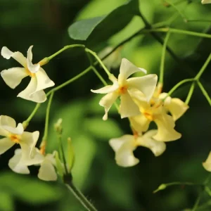 Schneller Versand Sternjasmin / Toskanischer Jasmin ‘Star of Toscane‘