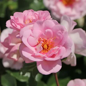 Strauchrose Orienta ® ‘Magnolia‘ Direkt Vom Hersteller