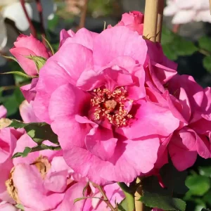 Kletterrose Orienta ® ‘Aladdin‘ Solange Der Vorrat Reicht