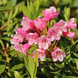 Jetzt Kaufen Zwerg-Rhododendron ‘Bloombux‘ ® (Magenta)