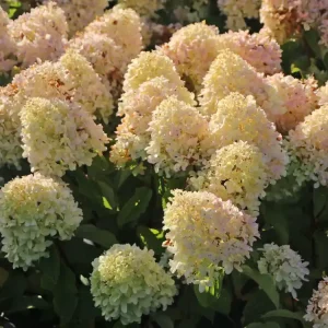 Zwerg-Rispenhortensie ‘Little Fraise‘ Billig