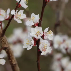 Preisreduziert Zwerg-Aprikose ‘Orange Beauty‘