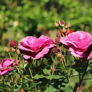 Sonderangebot Beetrose ‘Kaffe Fassett Rose‘ ®