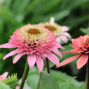 Rabatt Niedriger Scheinsonnenhut ‘Butterfly Kisses‘ ®