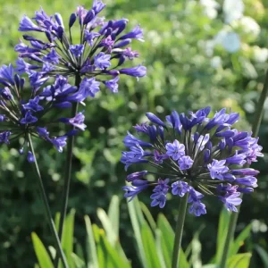 Afrika-Schmucklilie ‘Intermedia‘ Top-Seller