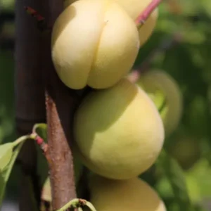 Pfirsich ‘Ice Peach‘ ® Super-Preis