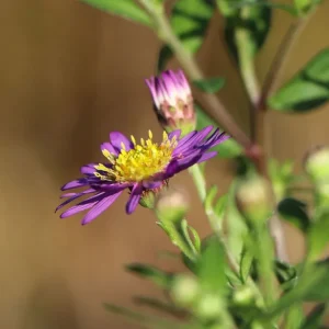 Ageratum ähnliche Aster ‘Ezo Murasaki‘ Bestpreis