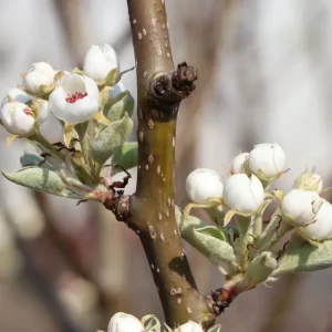 Schnäppchen Sommerbirne ‘Bunte Julibirne‘