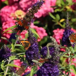 Zwerg-Sommerflieder / Schmetterlingsstrauch BUZZ ® ‘Midnight‘ Top-Seller