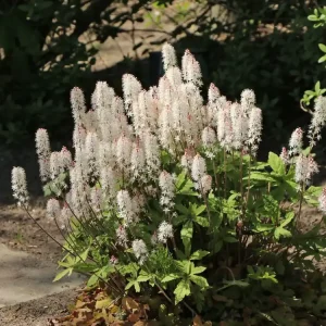 Jetzt Kaufen Zipfelblättrige Schaumblüte ‘Spring Symphony‘