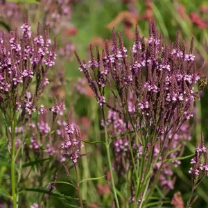 Eisenkraut ‘Pink Spires‘ Kostenloser Versand