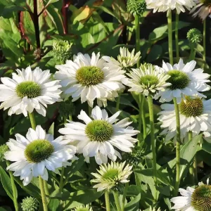 Schnäppchen Scheinsonnenhut SunSeekers ‘White‘
