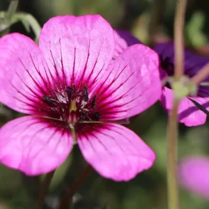 Mega-Angebot Aschgrauer Storchschnabel ‘Jolly Jewel Night‘