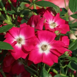 Versand Am Gleichen Tag Kletterrose ‘Libertas‘ ®