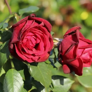 Preis Gesenkt Nostalgie®-Edelrose ‘Admiral‘ ®
