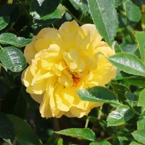 Zwerg-Kletterrose ‘Elida‘ ® / ‘Starlet‘ ® Garantierte Lieferung