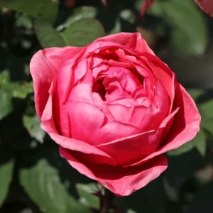 Beetrose Parfuma ® ‘Gartenprinzessin Marie-Jose‘ Sonderaktion