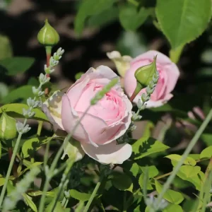 Bestseller Strauchrose ‘Wellenspiel‘ ®