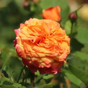 Bestpreis Strauchrose ‘La Villa Cotta‘ ®