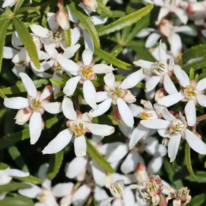 Saisonangebot Orangenblume ‘White Dazzler‘