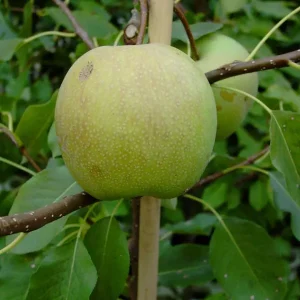 Nashi / Asienbirne / Asiatische Apfelbirne ‘Sik Chon Early Pear‘ Zertifiziert